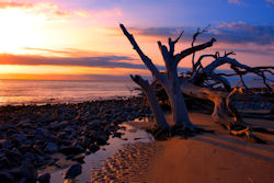 Driftwood Beach Sunrise